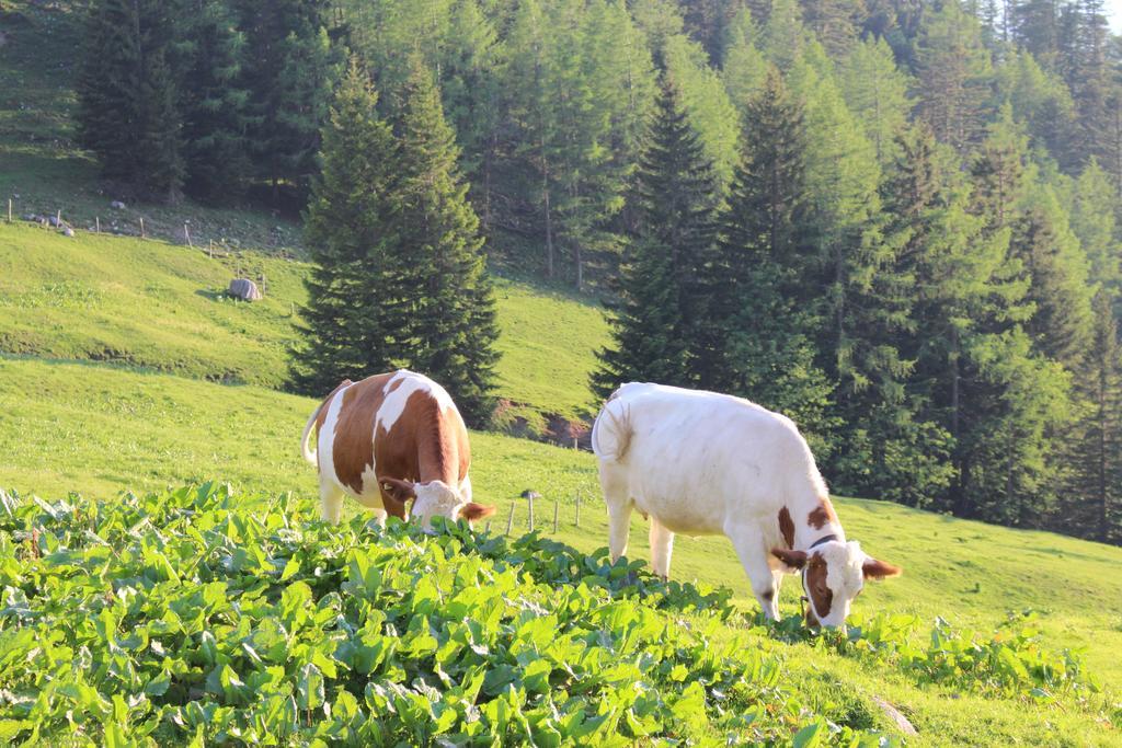 Salzburger Dolomitenhof Annaberg im Lammertal Εξωτερικό φωτογραφία